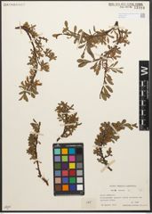 Foto von Salix retusa L.